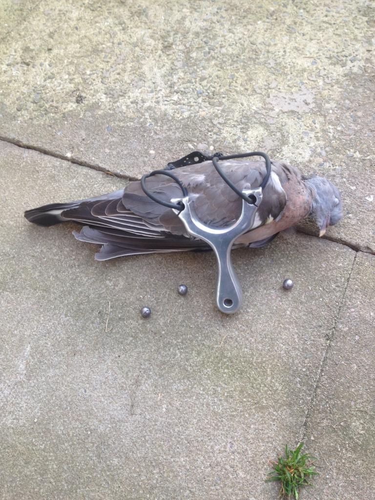 Wood Pigeon Catapult & Slingshot Hunting The Hunting Life